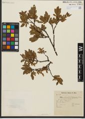 Foto von Salix waldsteiniana Willd.